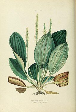 plantain2.jpg